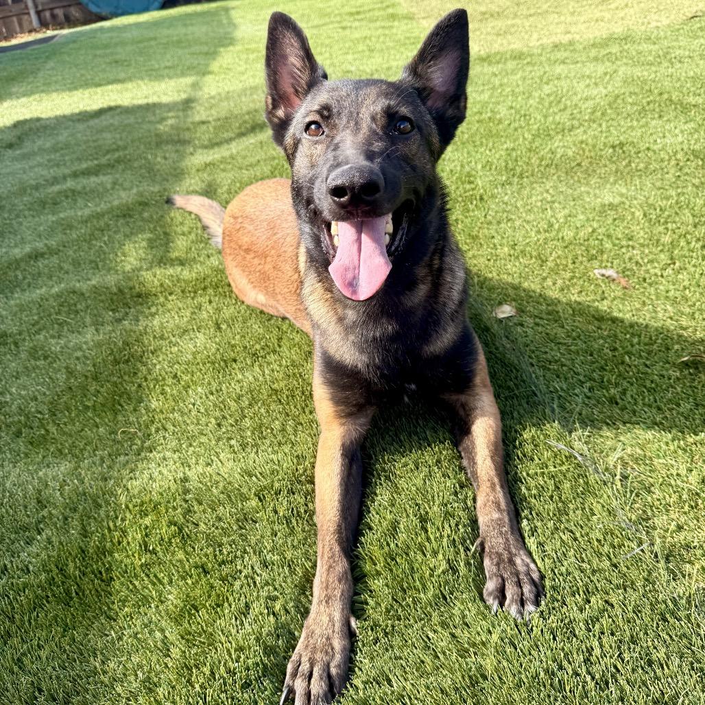 Enlarge Kira, a Adoptable Belgian Shepherd / Malinois in San Diego, CA image 3/6