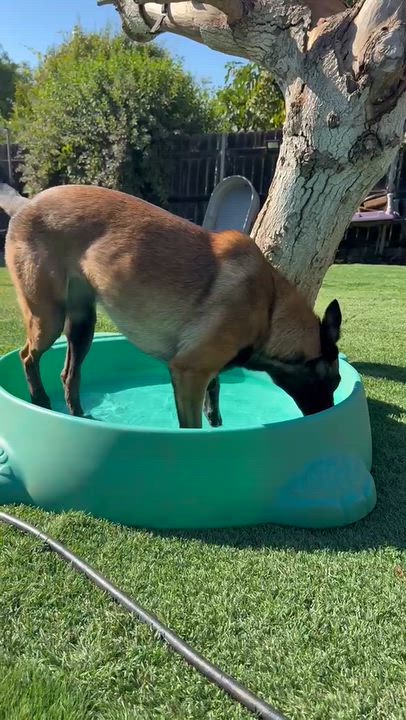Enlarge Kira, a Adoptable Belgian Shepherd / Malinois in San Diego, CA video 4/6