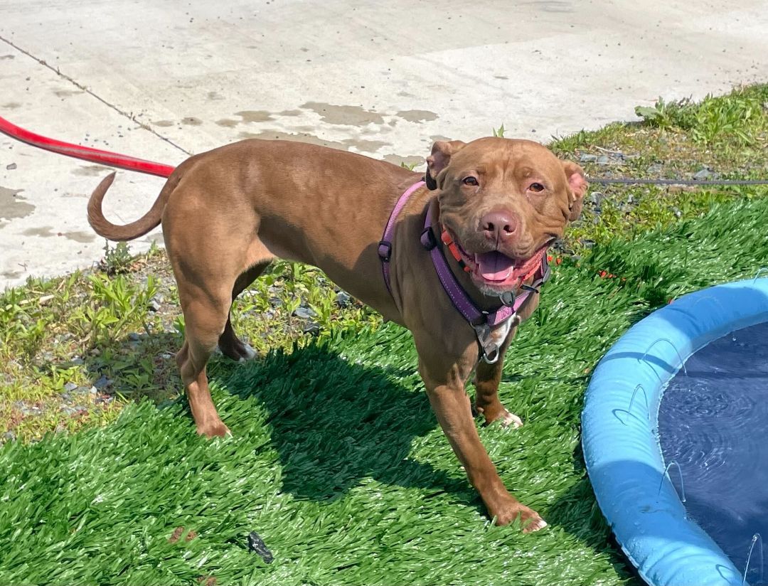 Enlarge Jackie, a Adoptable mixed breed in Queenstown, MD image 1/12