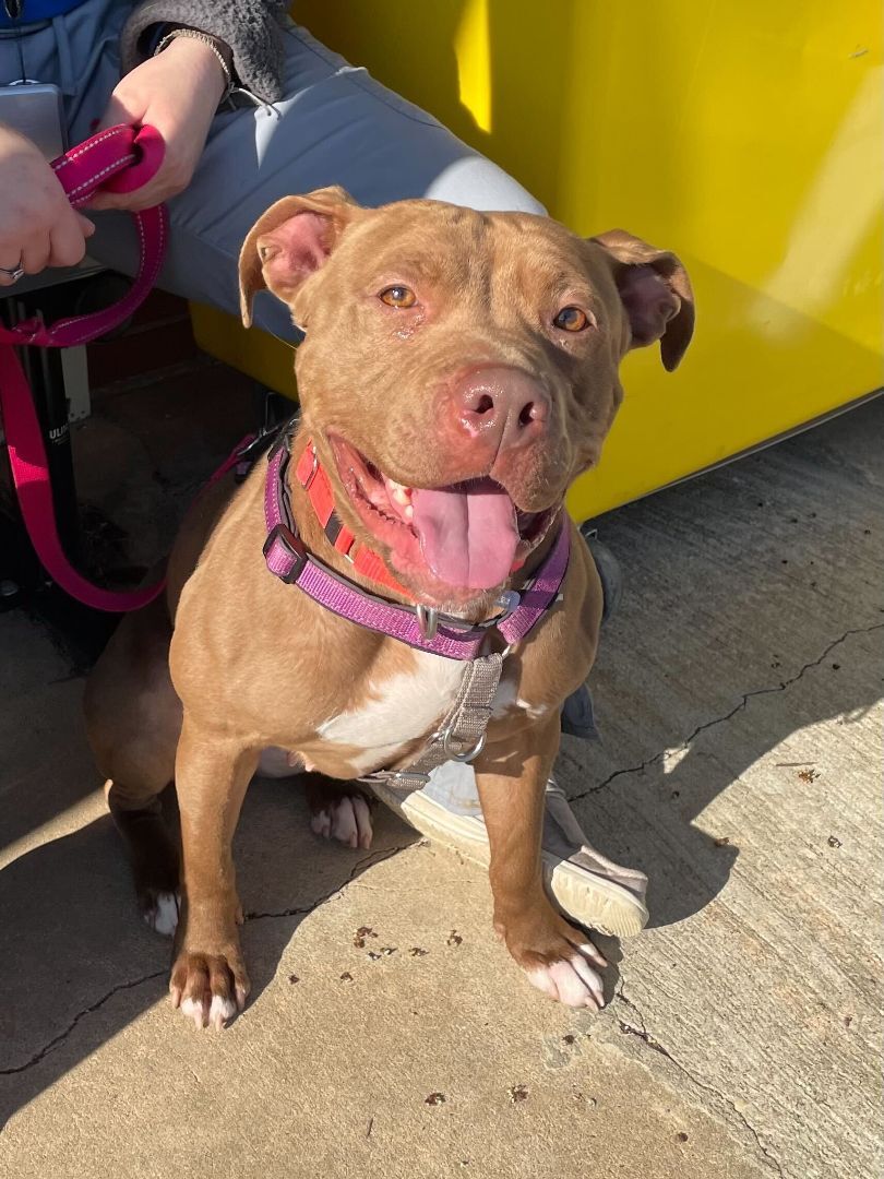 Enlarge Jackie, a Adoptable mixed breed in Queenstown, MD image 2/12