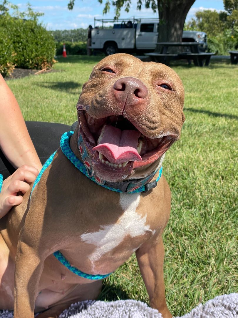 Enlarge Jackie, a Adoptable mixed breed in Queenstown, MD image 3/12