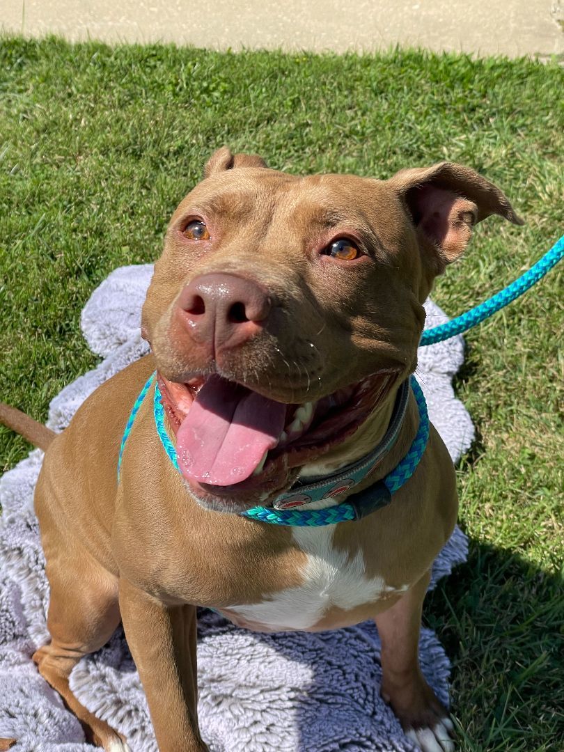 Enlarge Jackie, a Adoptable mixed breed in Queenstown, MD image 4/12
