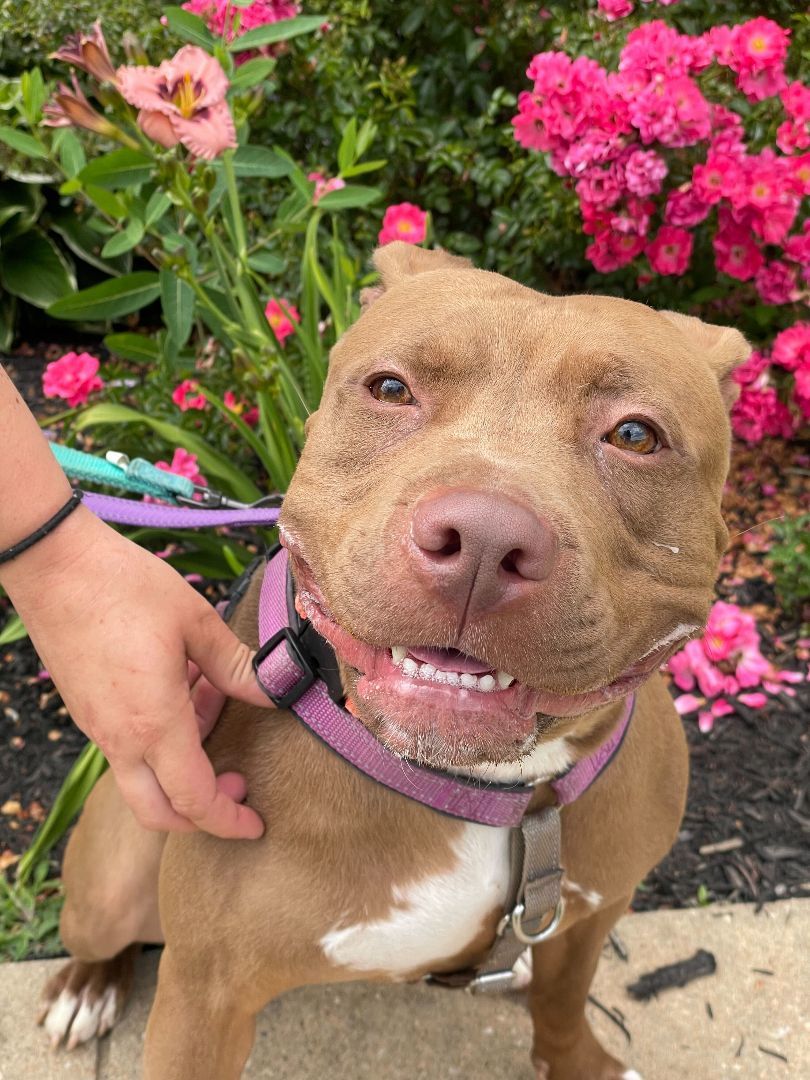 Enlarge Jackie, a Adoptable mixed breed in Queenstown, MD image 5/12