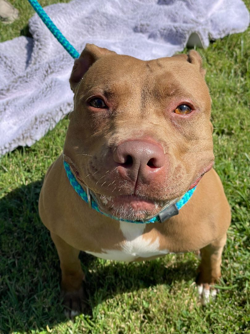 Enlarge Jackie, a Adoptable mixed breed in Queenstown, MD image 6/12