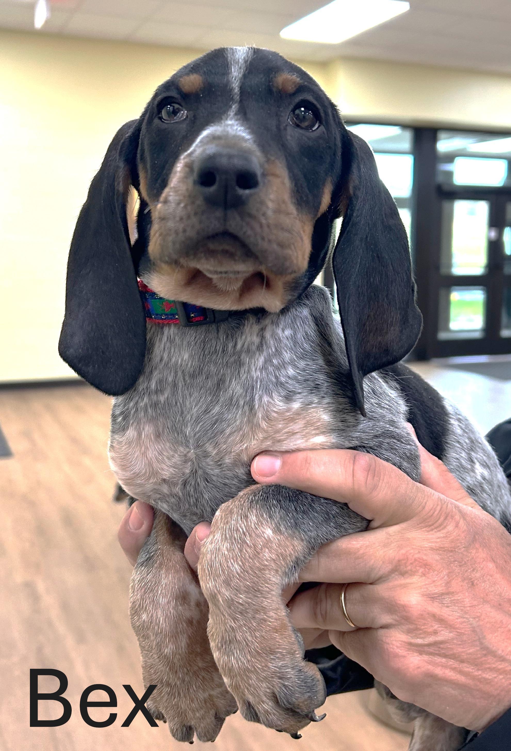 Enlarge Bex, an adopted Coonhound in Lexington, MA image 1/2