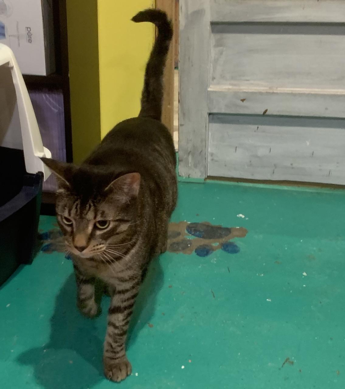 Cameron, Adoptable, Young Male Domestic Short Hair.