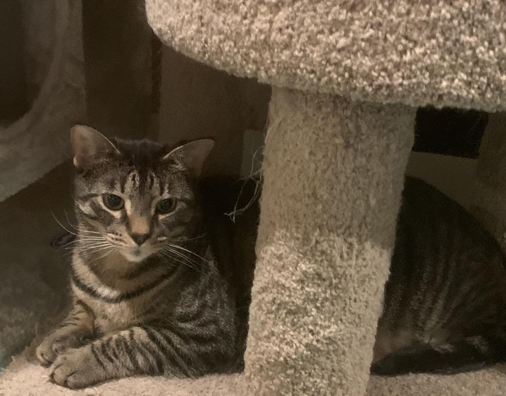 Enlarge Cameron, a Adoptable mixed breed in Havertown, PA image 2/6