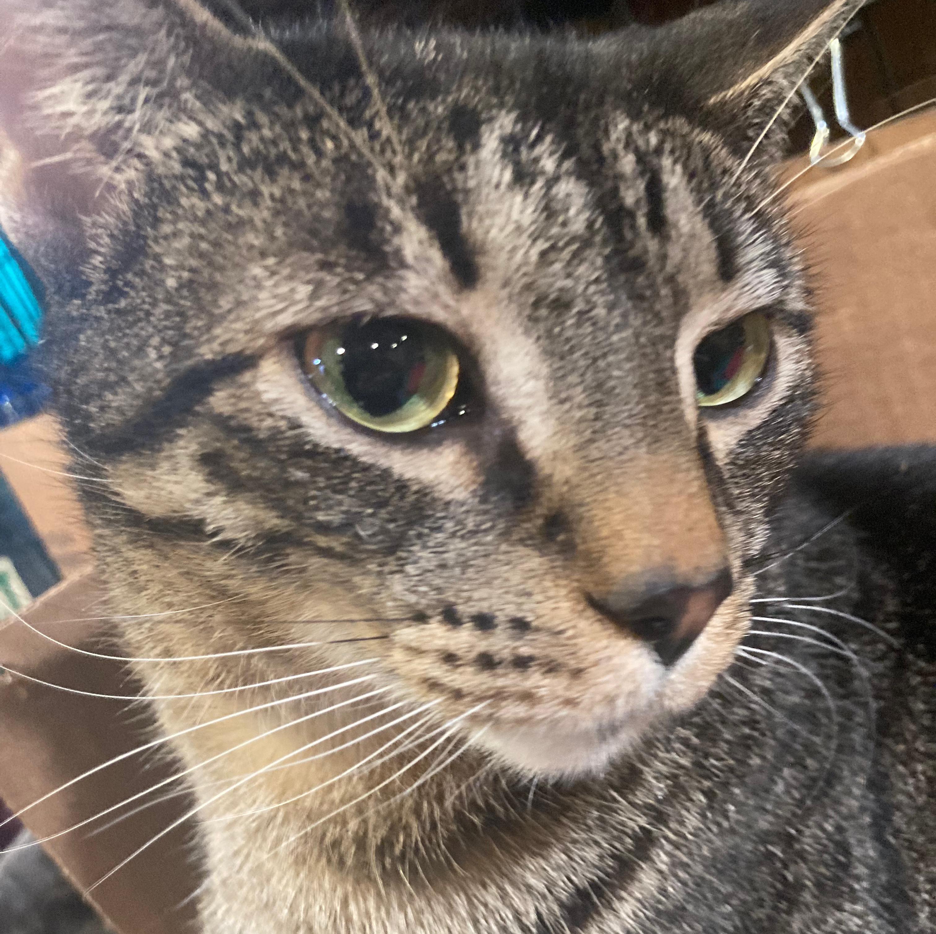 Cameron, Adoptable, Young Male Domestic Short Hair.