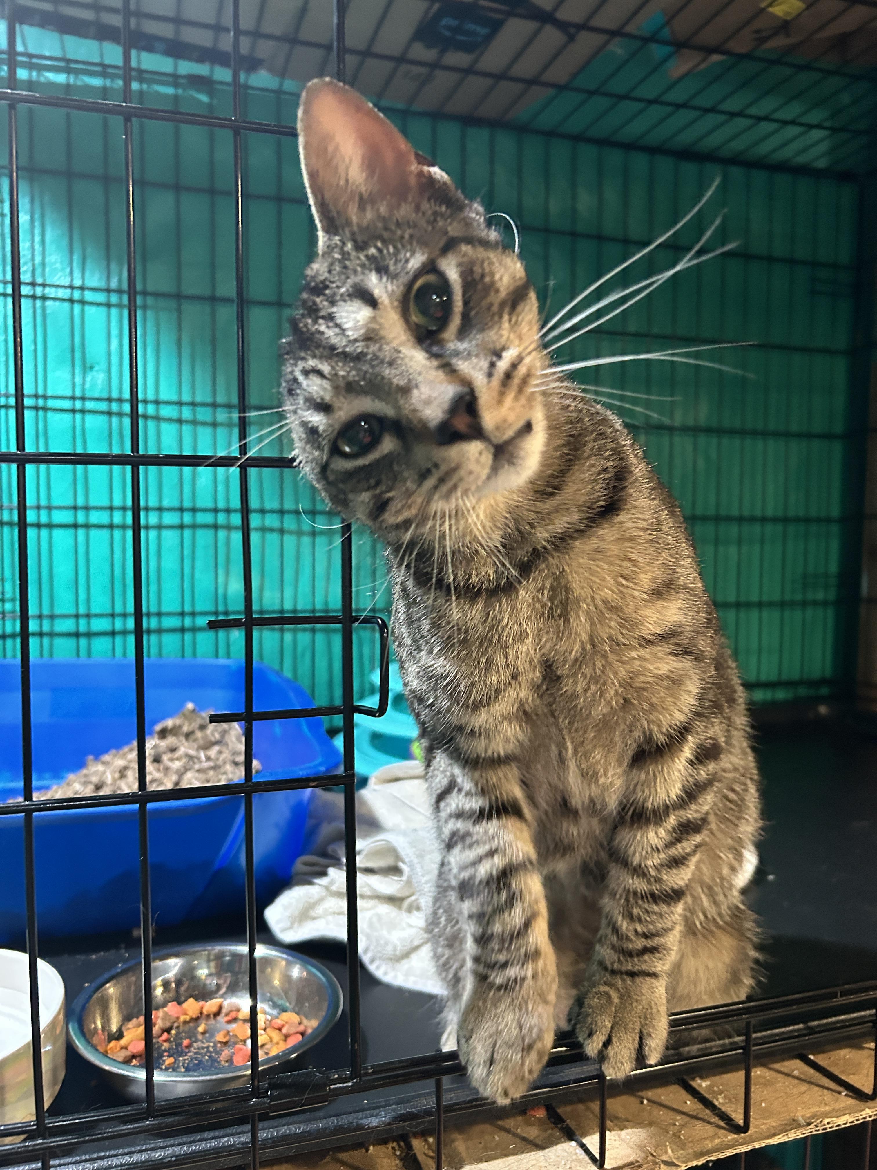 Enlarge Cameron, a Adoptable mixed breed in Havertown, PA image 4/6