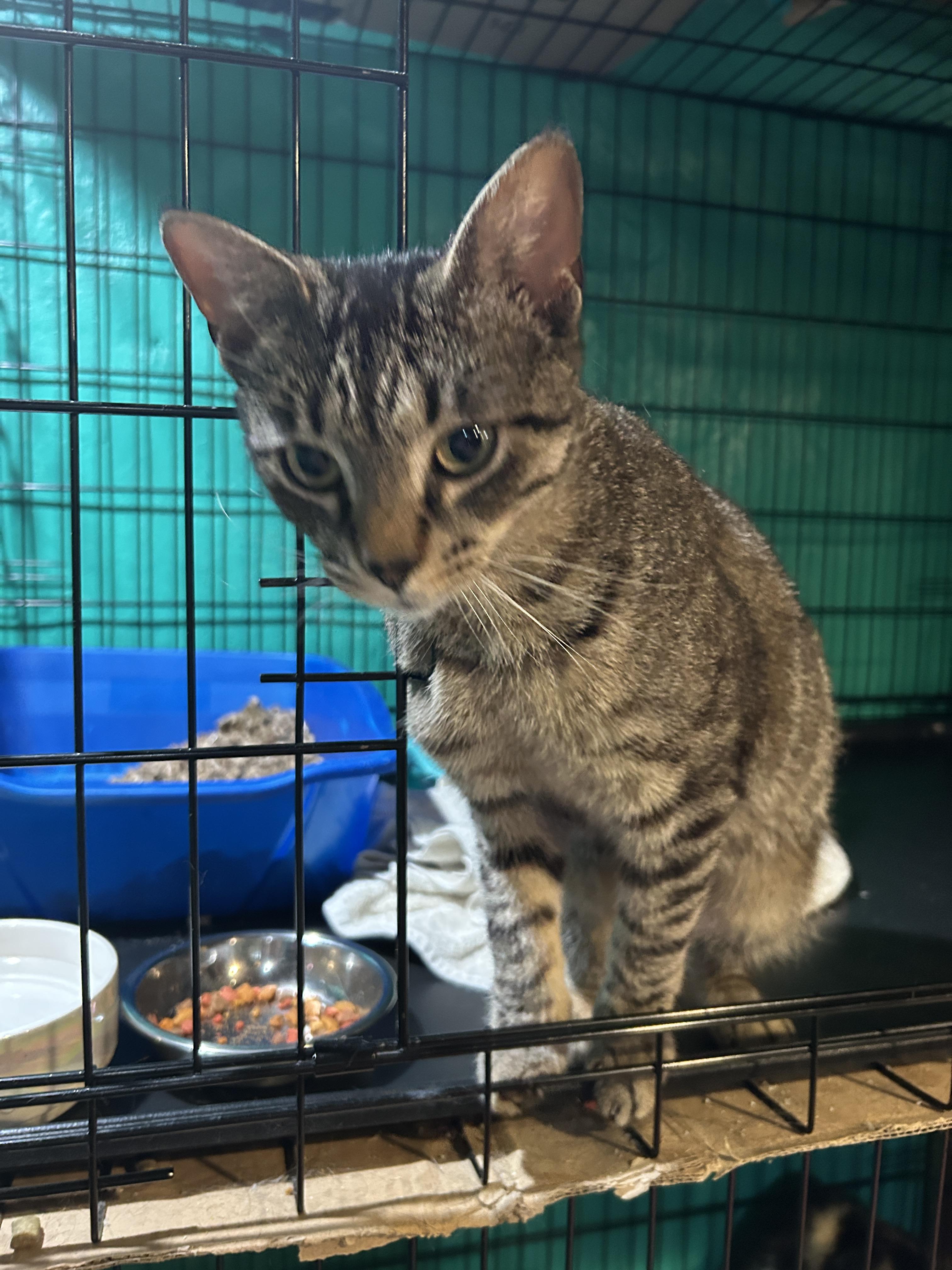 Enlarge Cameron, a Adoptable mixed breed in Havertown, PA image 5/6