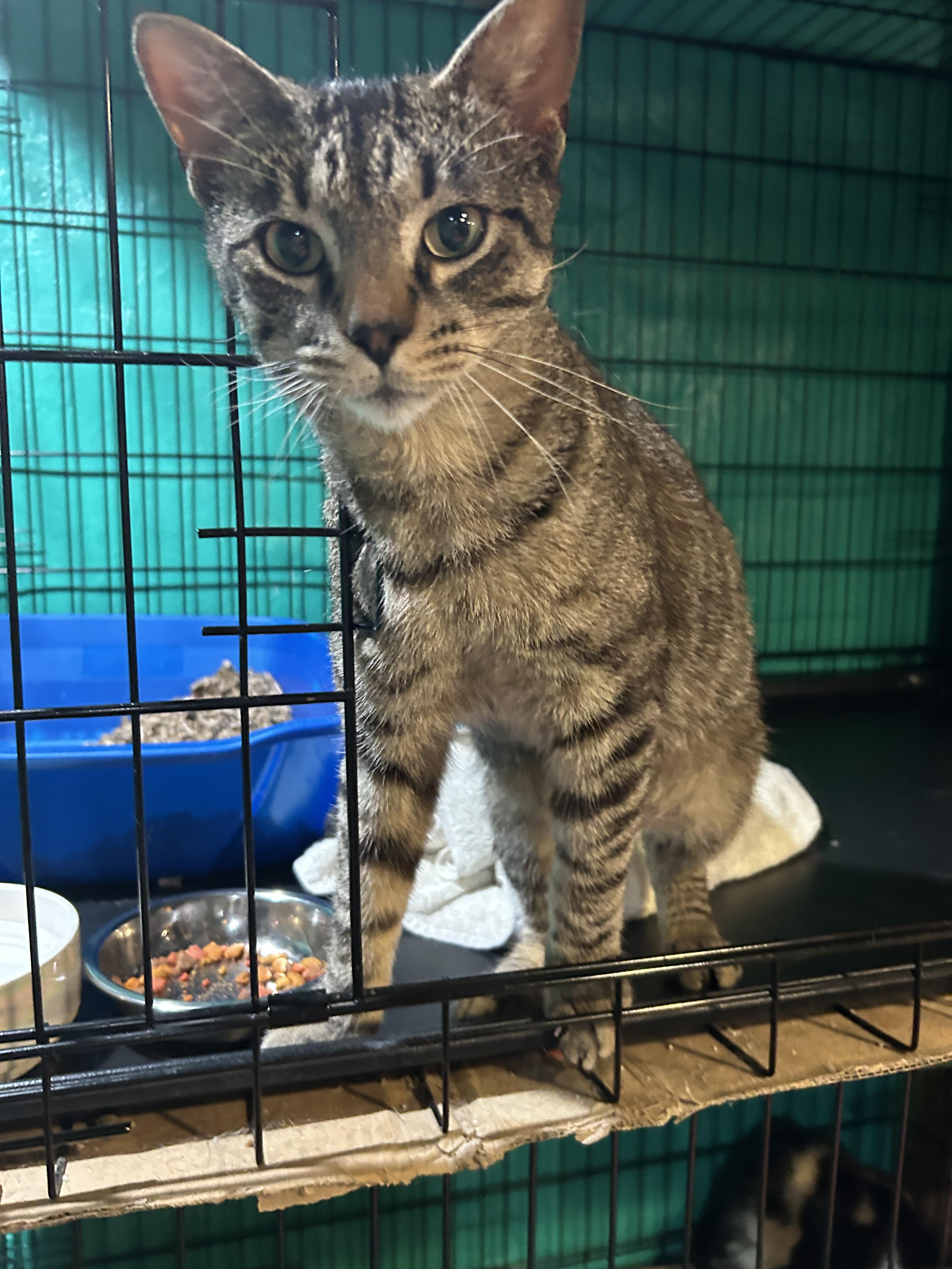 Enlarge Cameron, a Adoptable mixed breed in Havertown, PA image 6/6