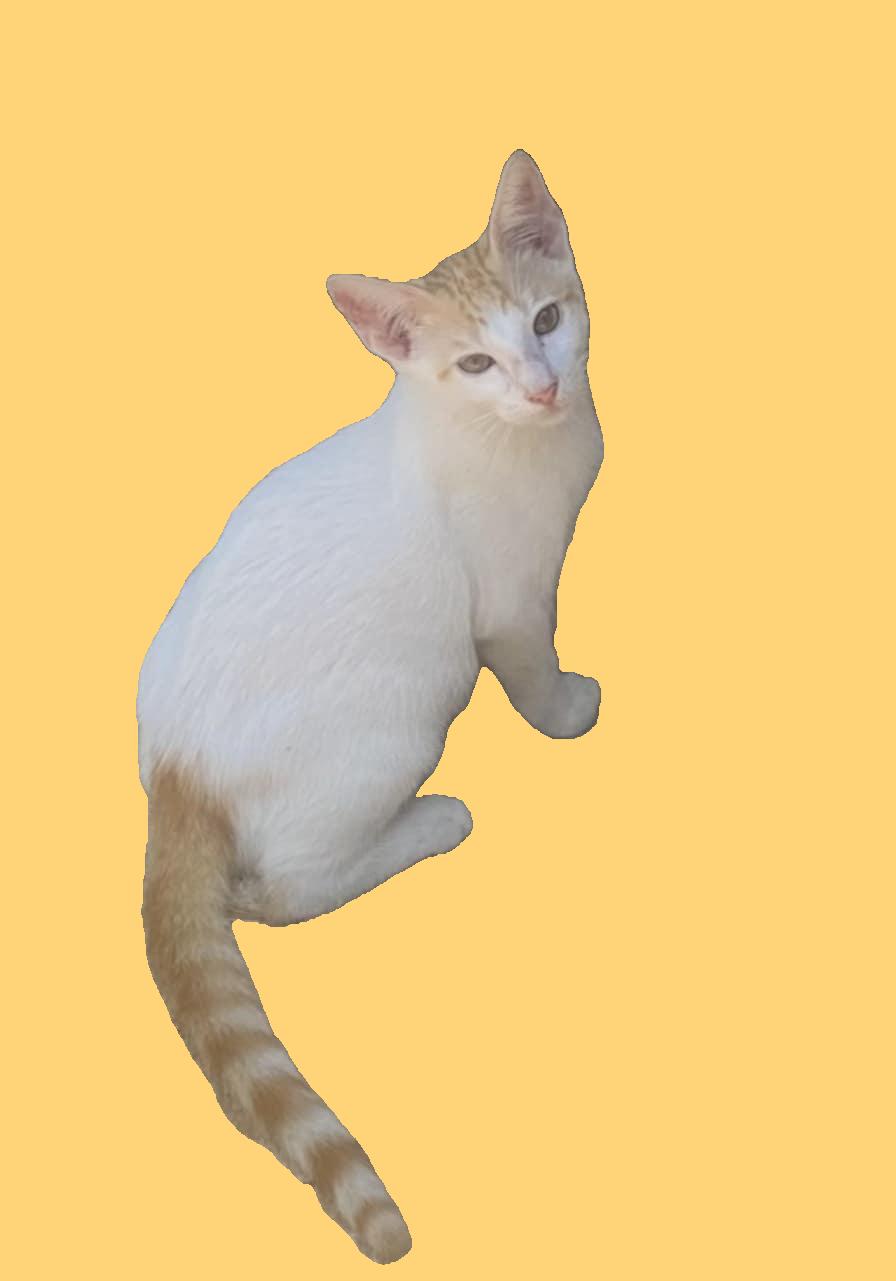 François