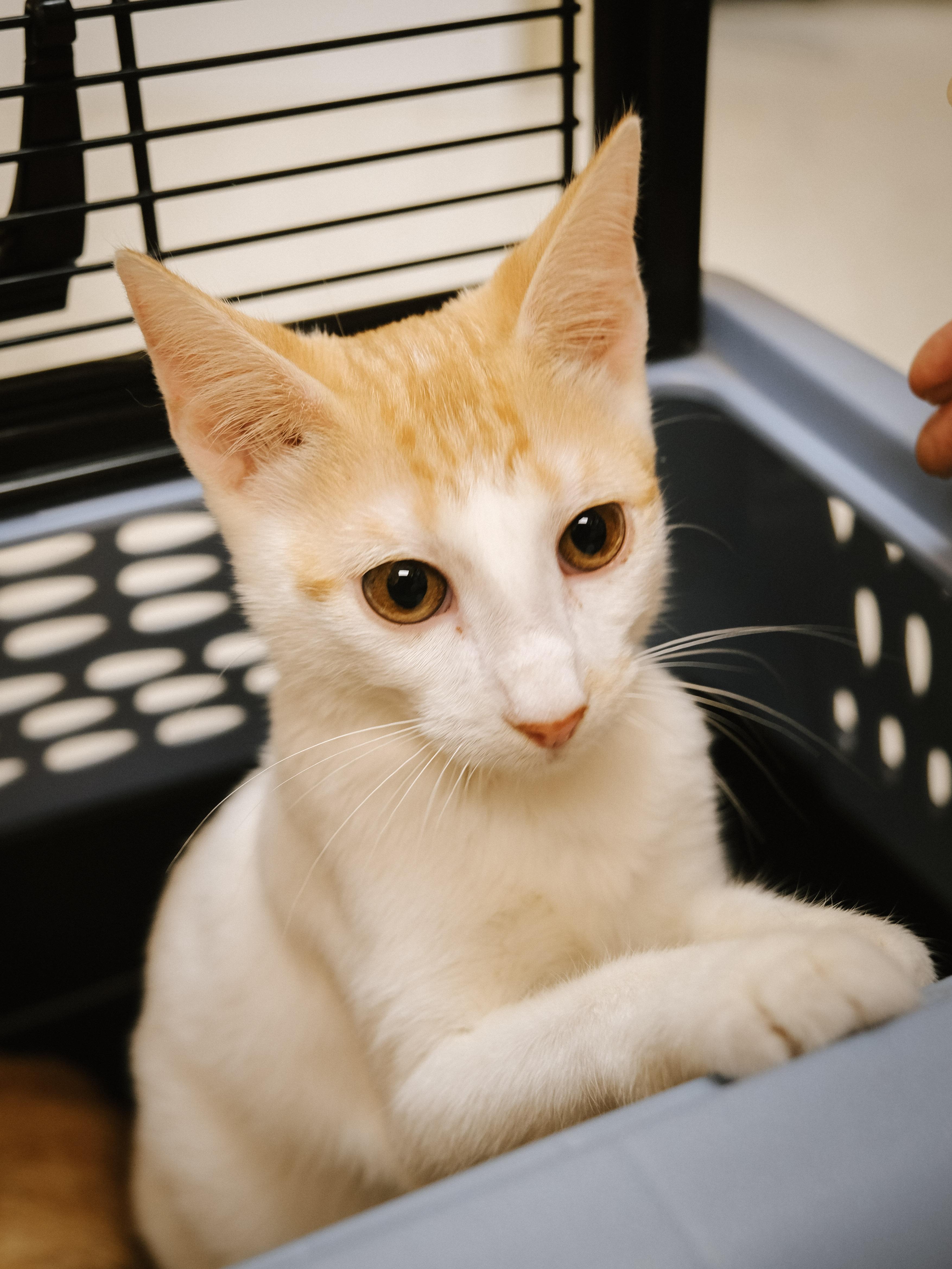 François, a Adoptable mixed breed image 3/5