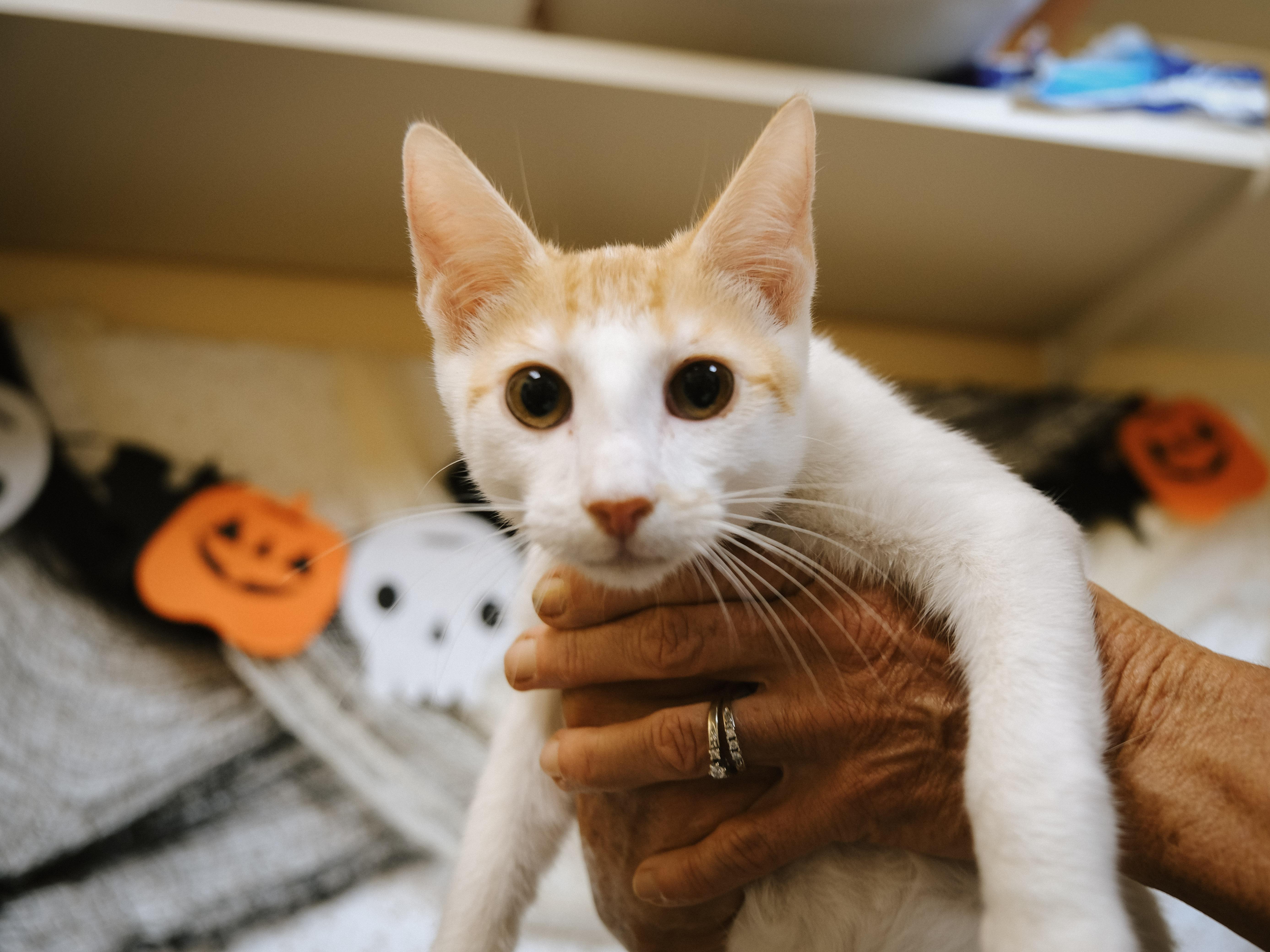 François, a Adoptable mixed breed image 4/5