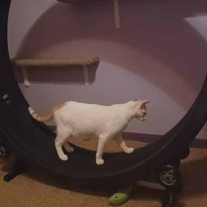 Enlarge François, a Adoptable mixed breed video 2/5