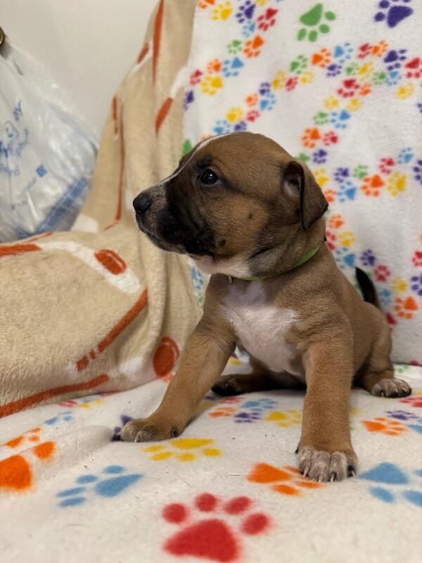 Enlarge MAUI (LIGHT GREEN) DISNEY, a Adoptable mixed breed in lawton, OK image 1/6