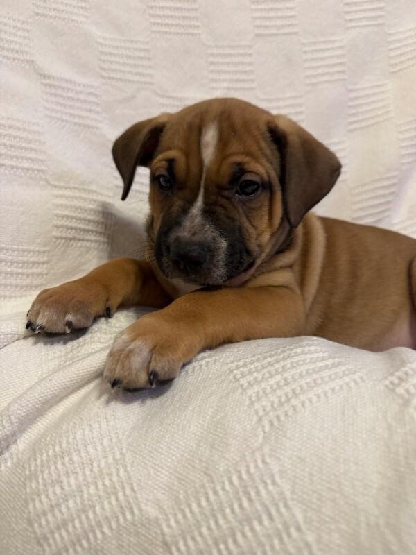 Enlarge MAUI (LIGHT GREEN) DISNEY, a Adoptable mixed breed in lawton, OK image 2/6