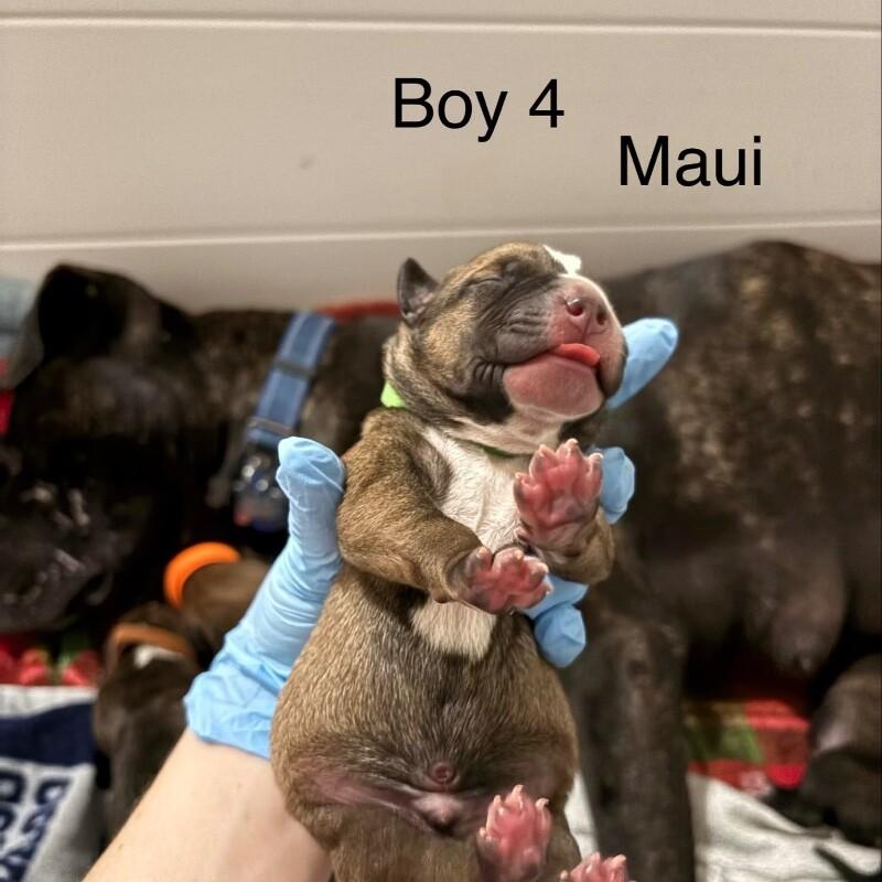 MAUI (LIGHT GREEN) DISNEY, Adoptable, Adult Male Mixed Breed & Pit Bull Terrier.