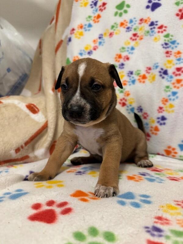 Enlarge MAUI (LIGHT GREEN) DISNEY, a Adoptable mixed breed in lawton, OK image 4/6