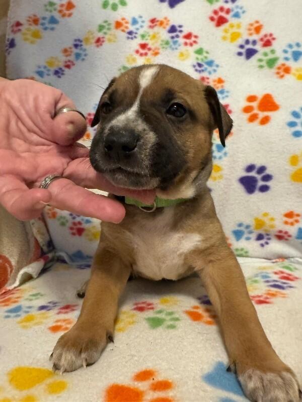 Enlarge MAUI (LIGHT GREEN) DISNEY, a Adoptable mixed breed in lawton, OK image 5/6