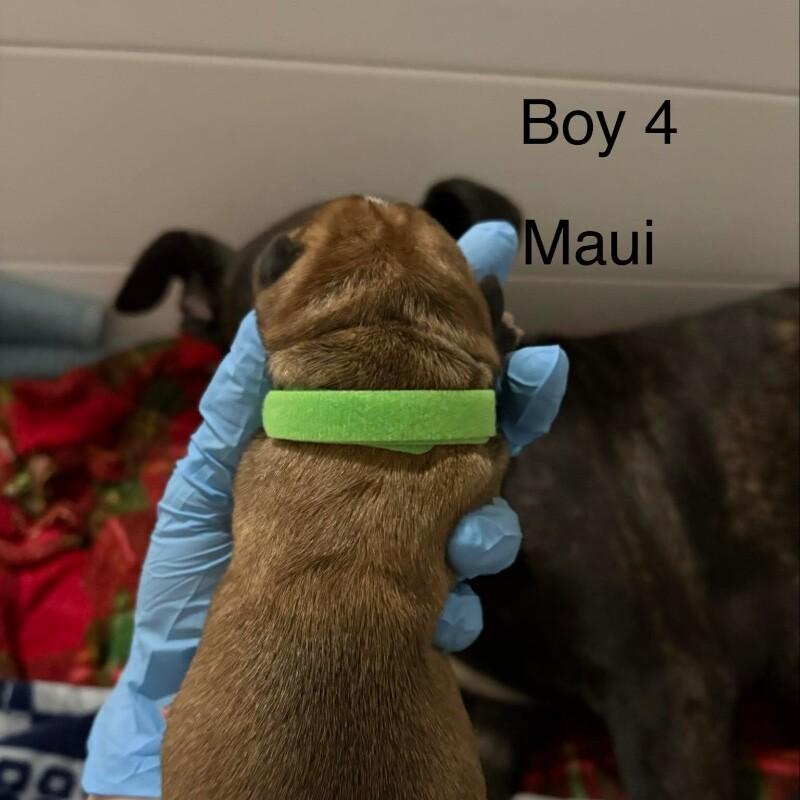 Enlarge MAUI (LIGHT GREEN) DISNEY, a Adoptable mixed breed in lawton, OK image 2/2