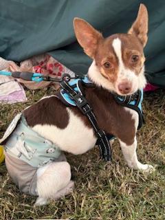 Enlarge Bolt, a Adoptable Rat Terrier in Matthews, NC image 1/3