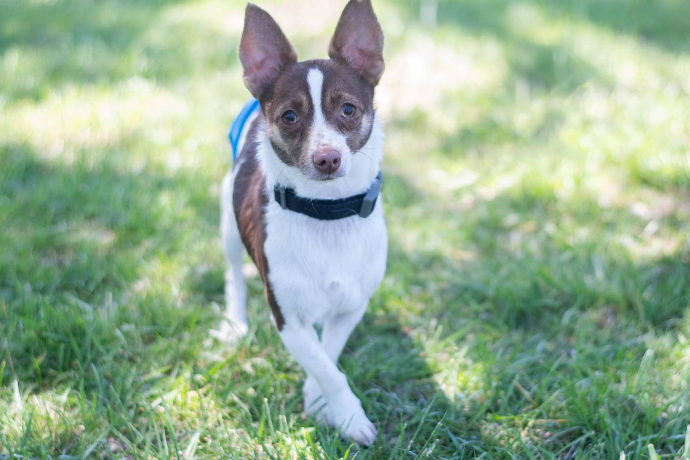 Bolt, a Adoptable Rat Terrier in Matthews, NC image 1/2