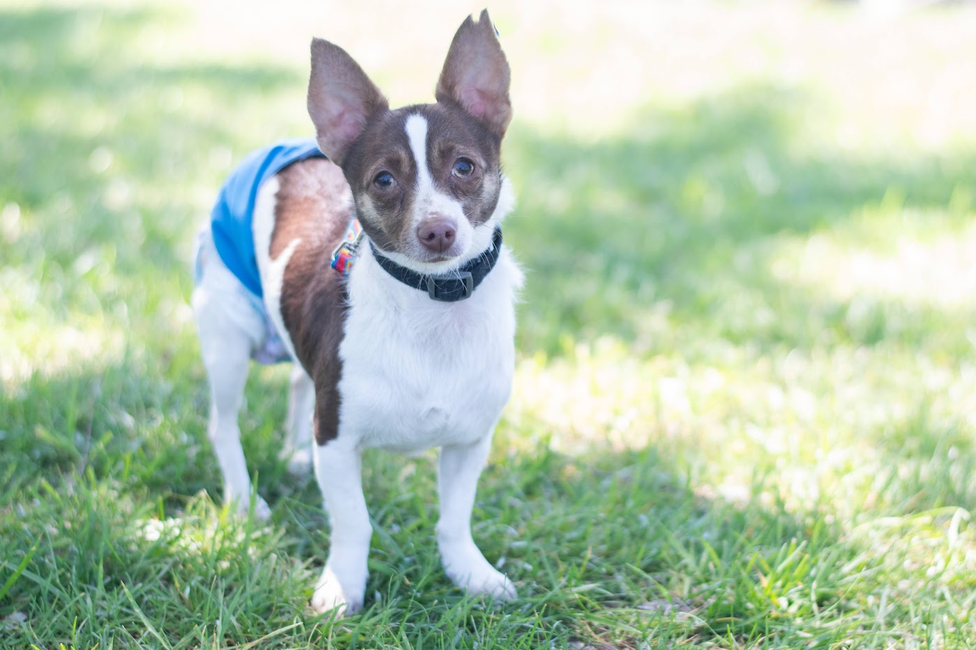 Bolt, Young Male Rat Terrier