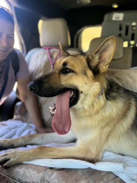 Enlarge BODHI, a ADOPTABLE German Shepherd Dog in Los Angeles, CA image 1/5