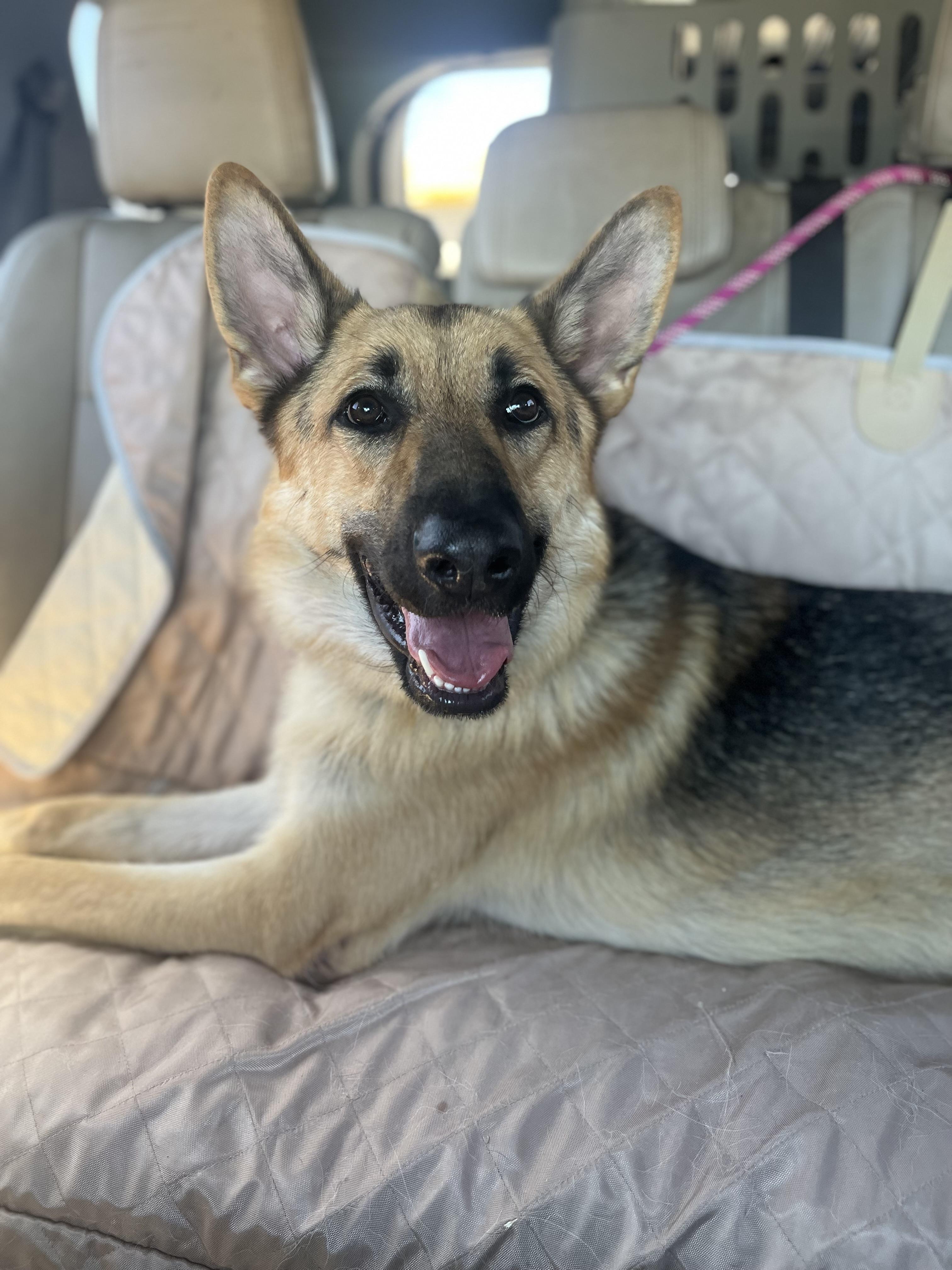 Enlarge BODHI, a ADOPTABLE German Shepherd Dog in Los Angeles, CA image 4/5