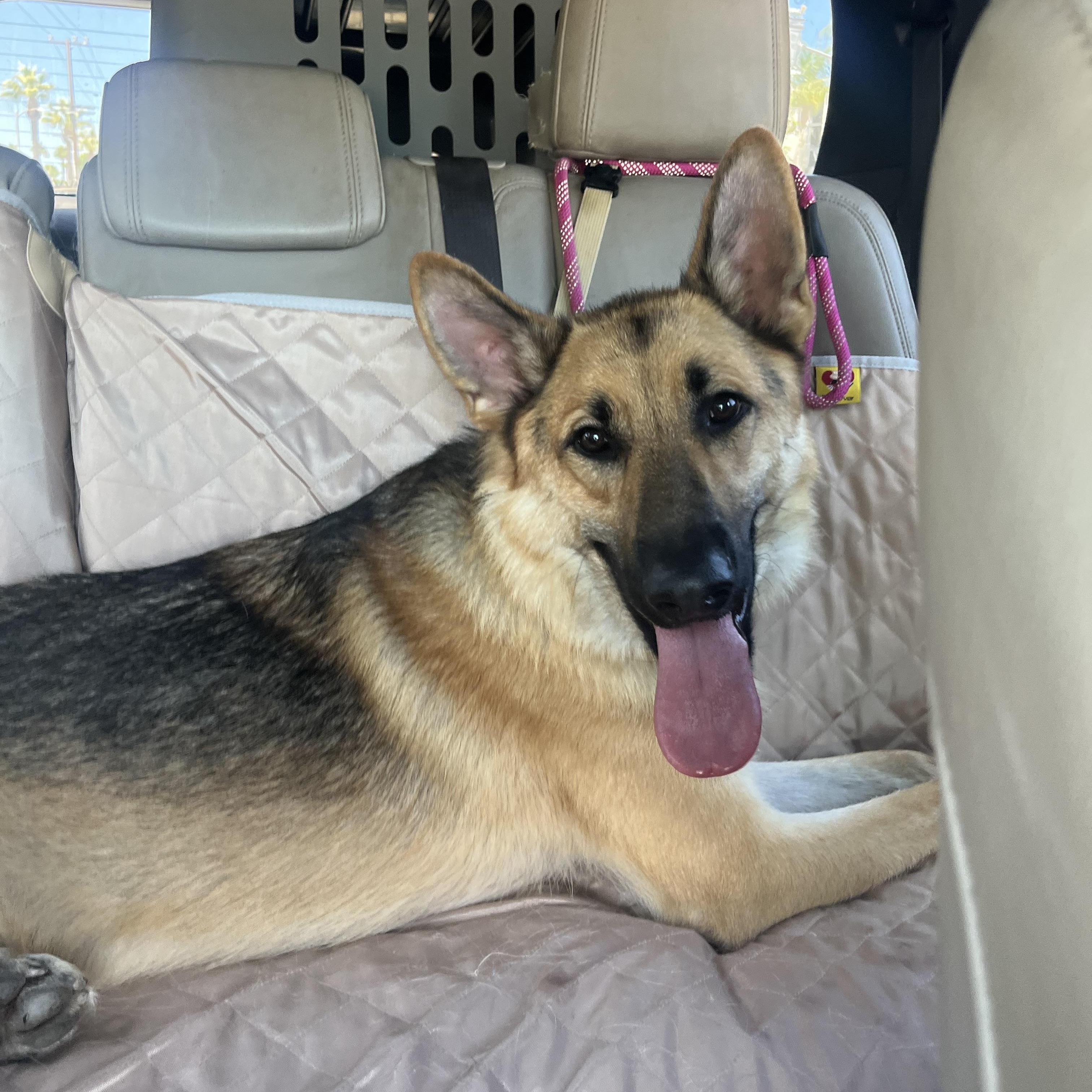 Enlarge BODHI, a ADOPTABLE German Shepherd Dog in Los Angeles, CA image 2/5