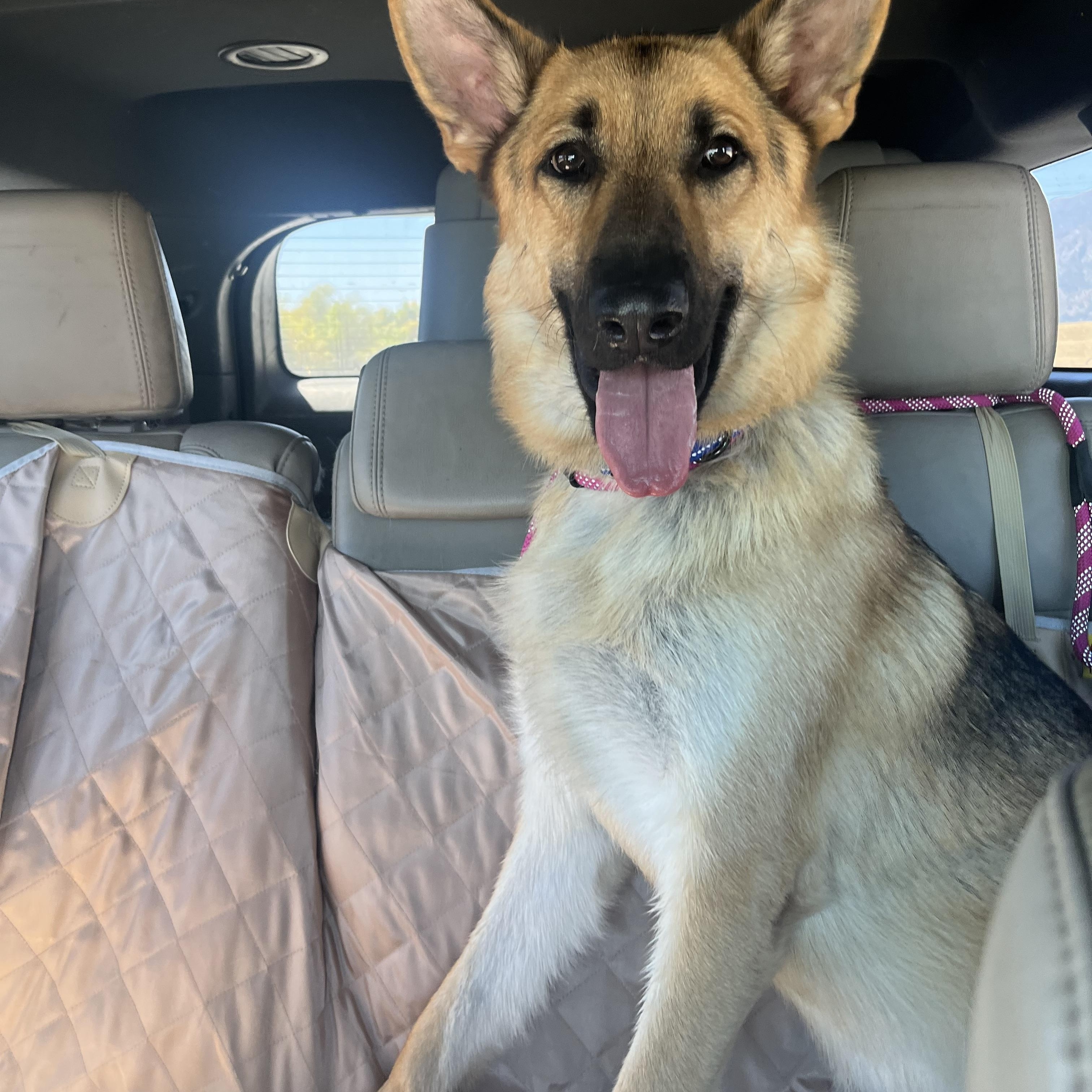 Enlarge BODHI, a ADOPTABLE German Shepherd Dog in Los Angeles, CA image 5/5