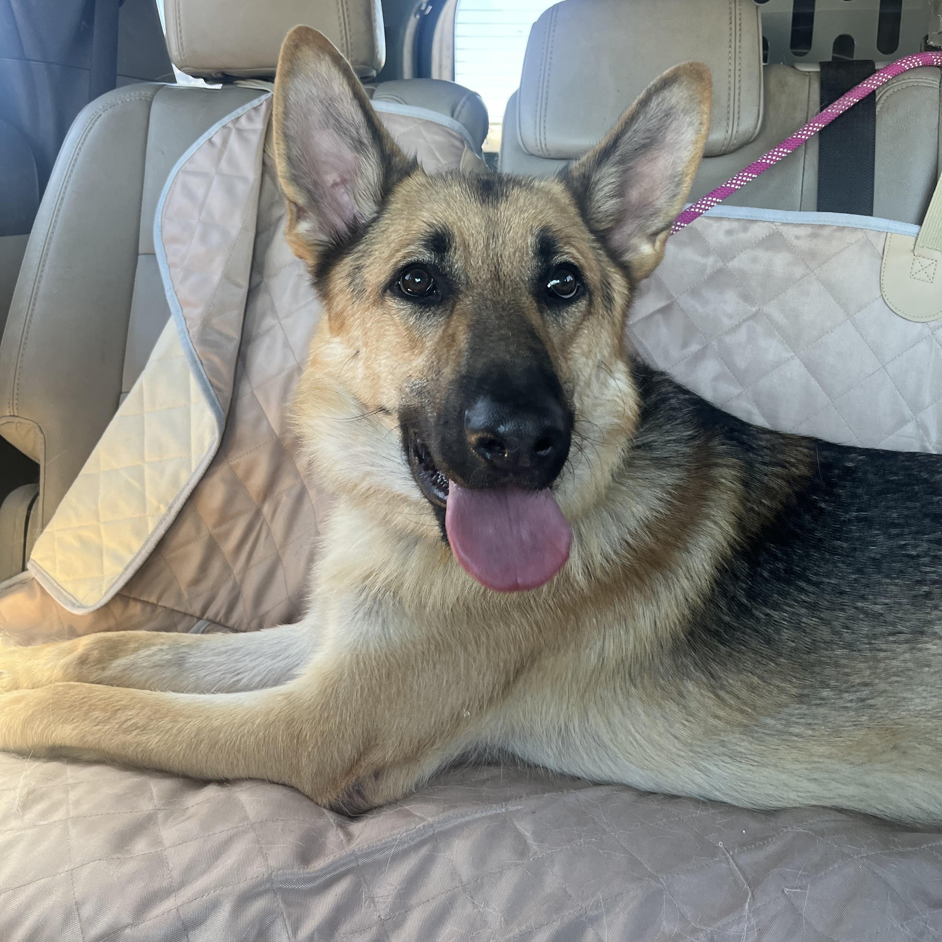 Enlarge BODHI, a ADOPTABLE German Shepherd Dog in Los Angeles, CA image 3/5