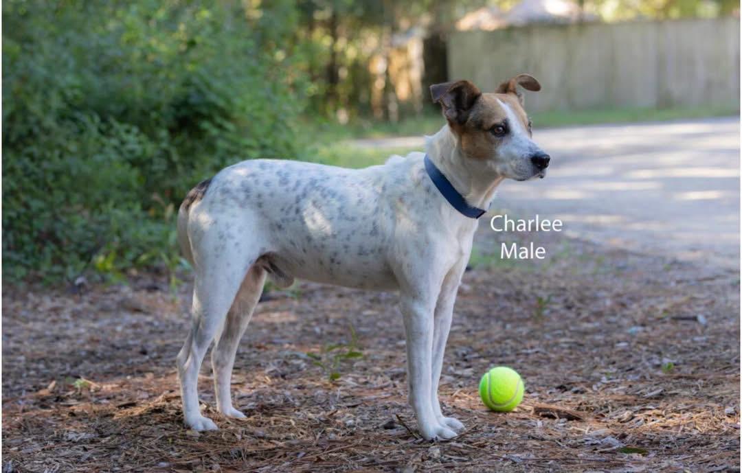 Charlee, Adoptable, Adult Male Pointer.