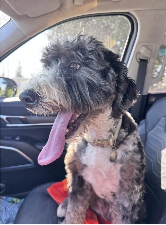 Enlarge Enzo, a Adoptable Bernedoodle in Davis, CA image 6/6