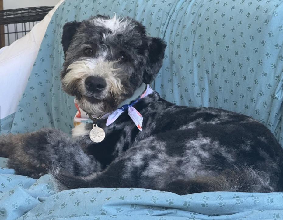Enlarge Enzo, a Adoptable Bernedoodle in Davis, CA image 2/6