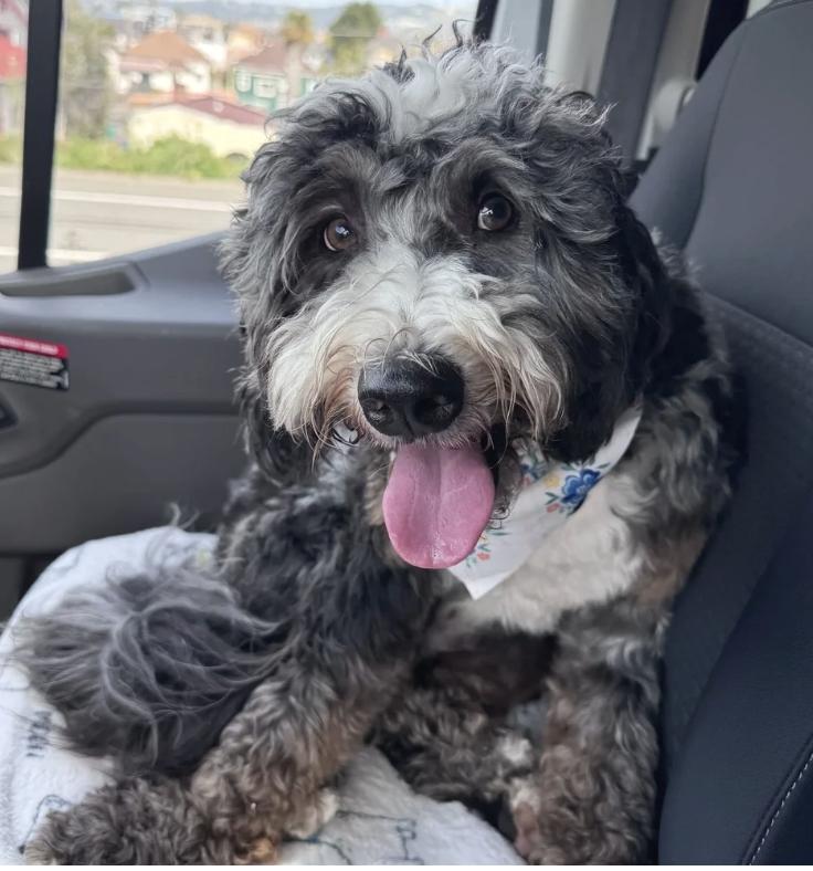 Enzo, Adoptable, Puppy Male Bernedoodle.