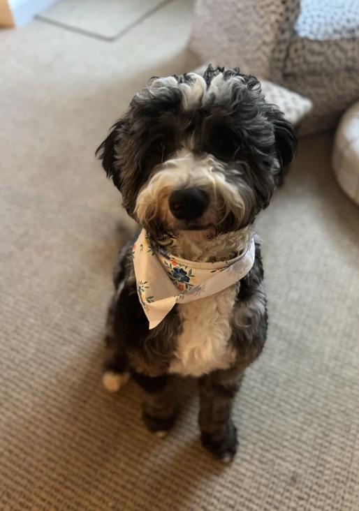 Enlarge Enzo, a Adoptable Bernedoodle in Davis, CA image 3/6