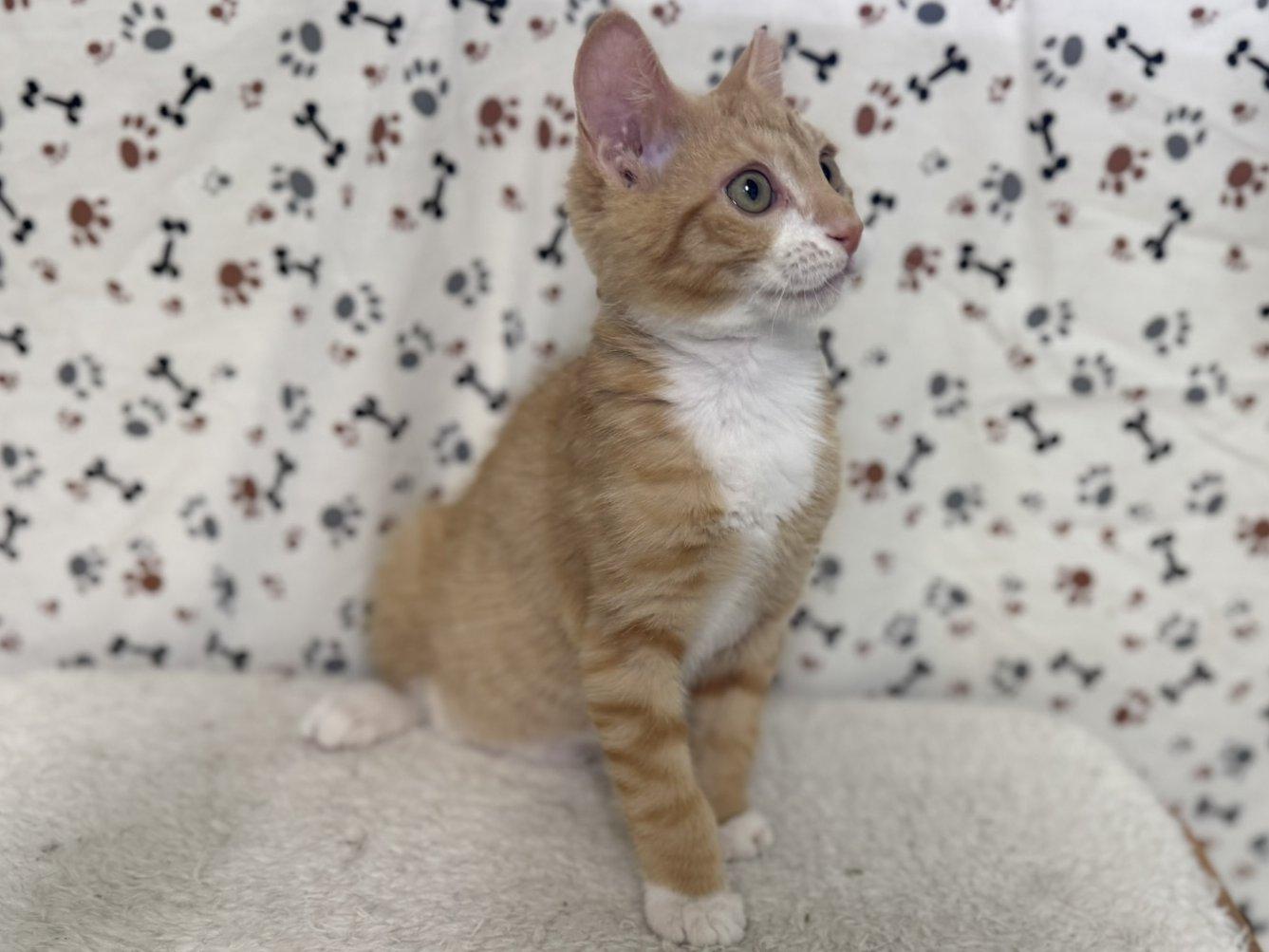 Helios, an adoptable Tabby, Domestic Short Hair in Republic, WA, 99166 | Photo Image 3
