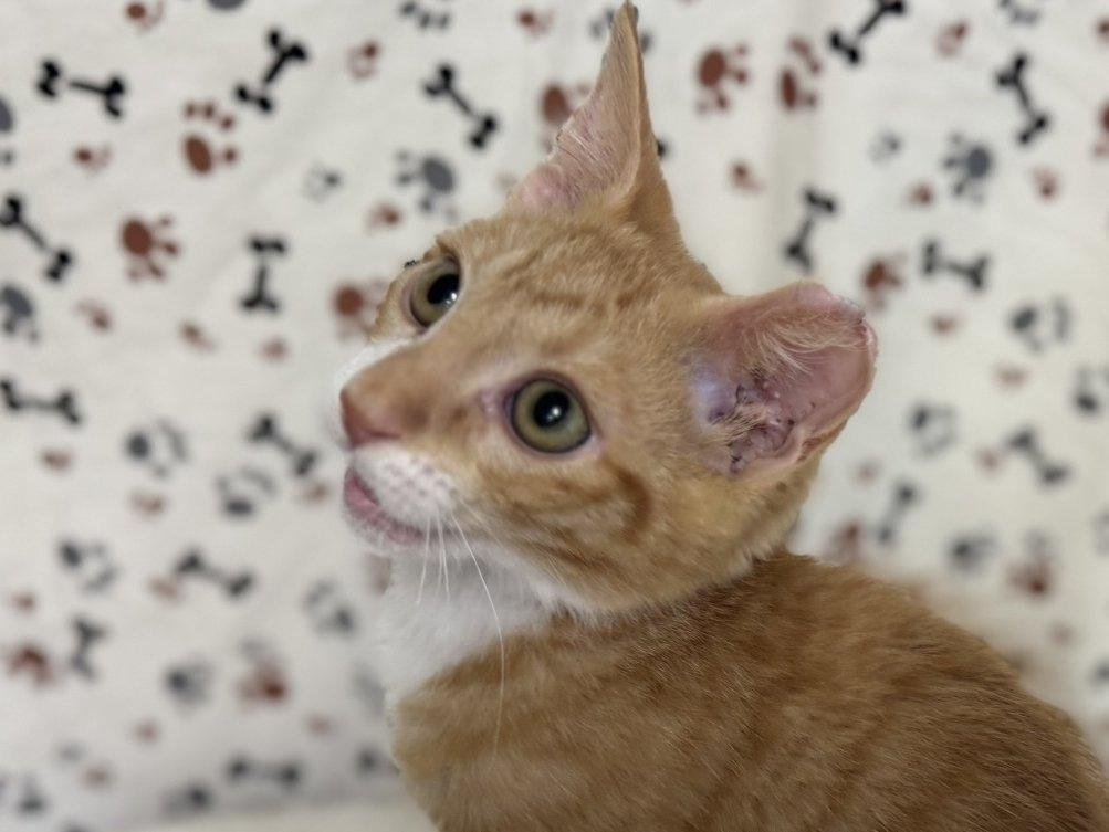Helios, an adoptable Tabby, Domestic Short Hair in Republic, WA, 99166 | Photo Image 2