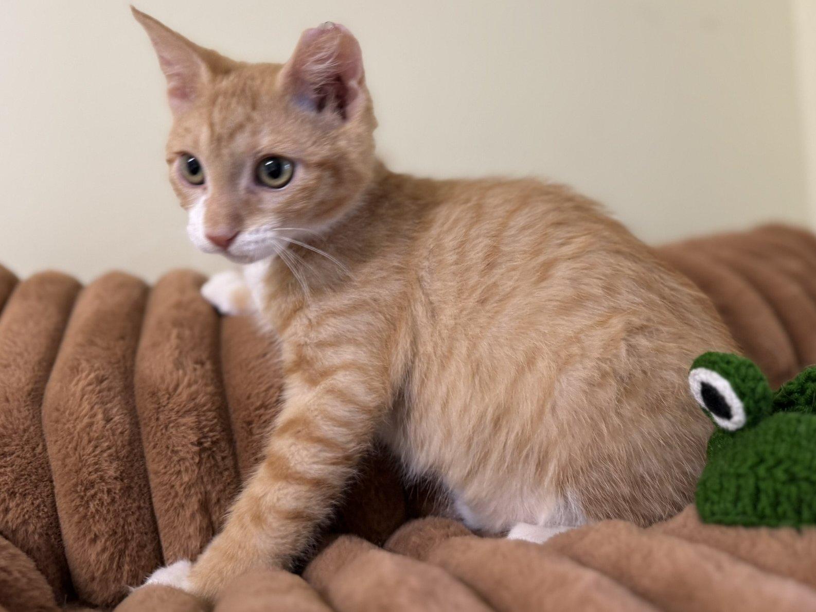 Helios, an adoptable Tabby, Domestic Short Hair in Republic, WA, 99166 | Photo Image 5