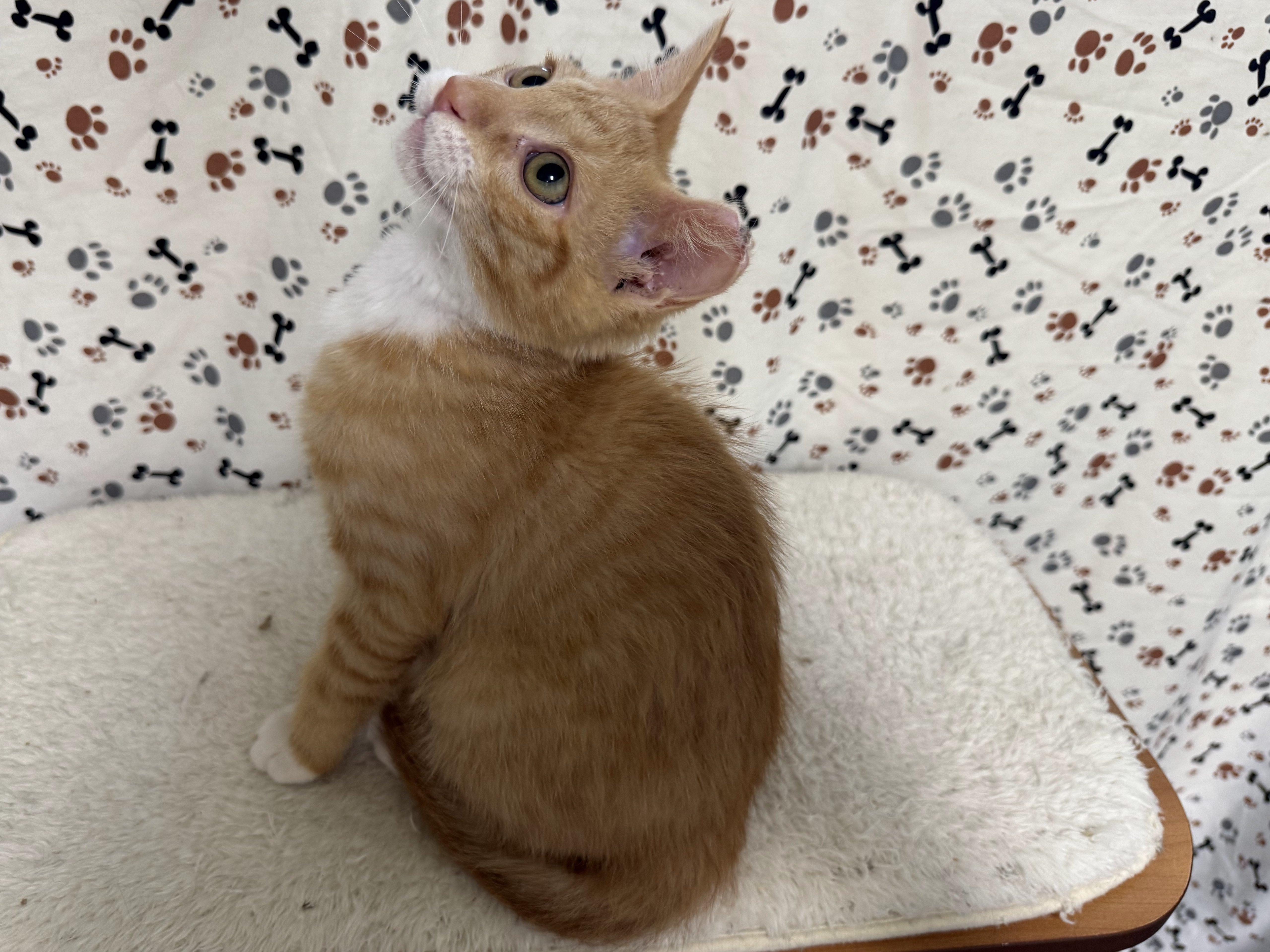 Helios, an adoptable Tabby, Domestic Short Hair in Republic, WA, 99166 | Photo Image 4
