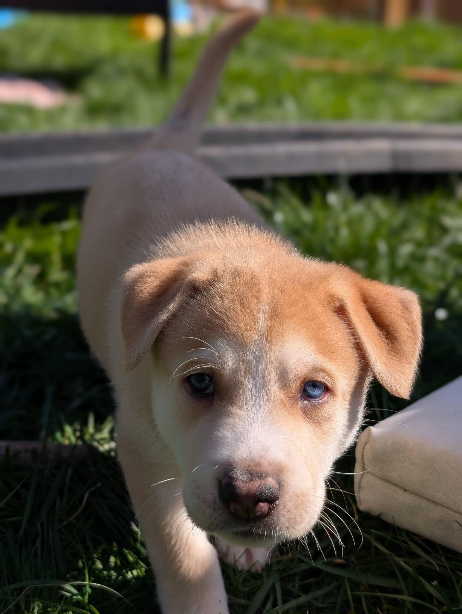 Enlarge Waffles *In Foster Home*, a ADOPTABLE mixed breed in Bellingham, WA image 5/6