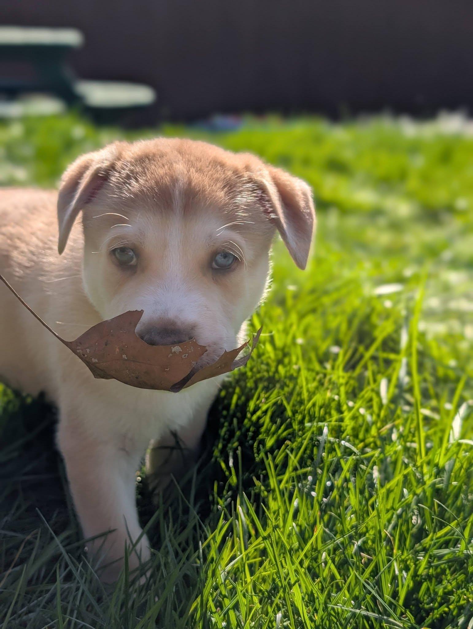 Enlarge Waffles *In Foster Home*, a ADOPTABLE mixed breed in Bellingham, WA image 6/6