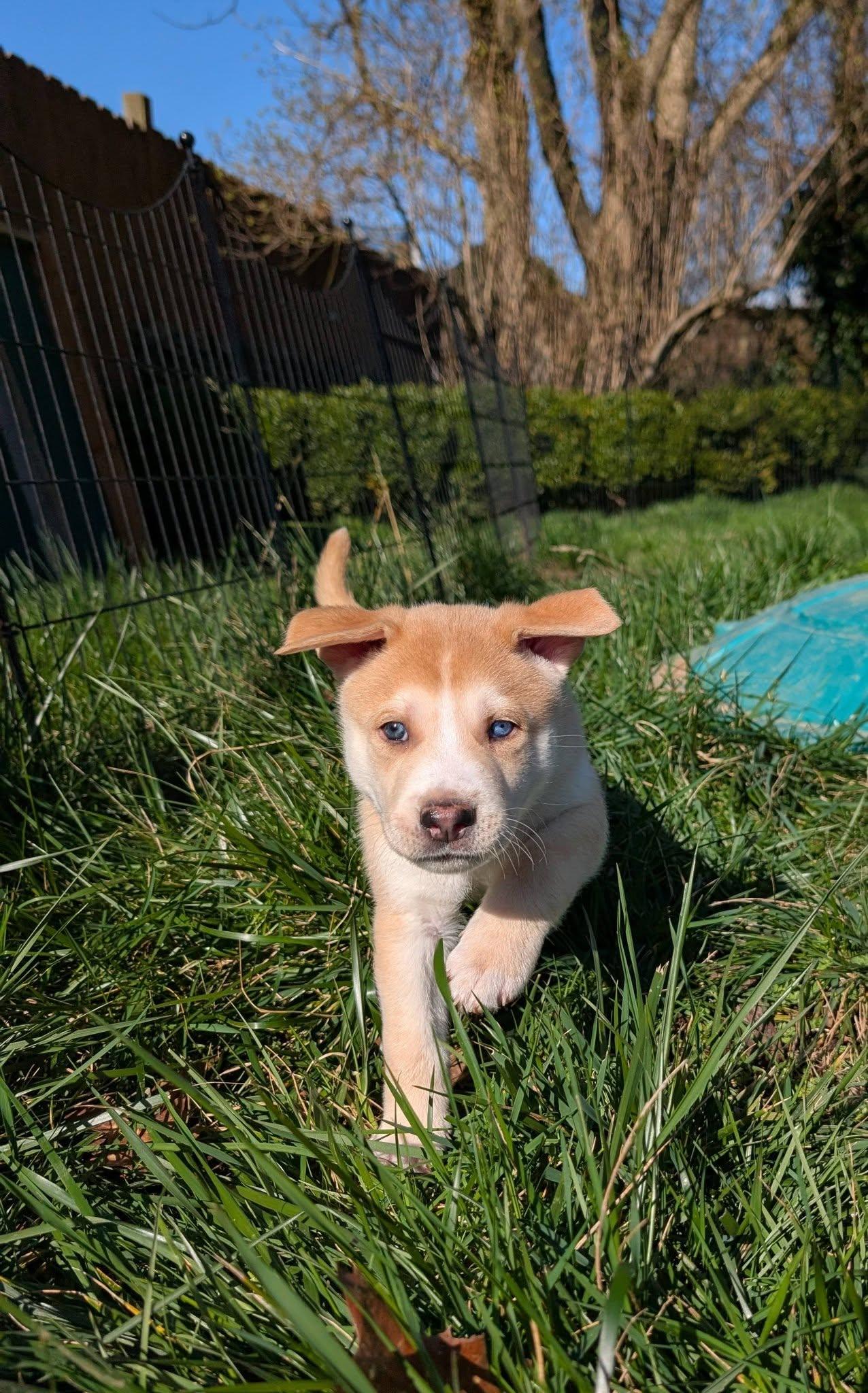 Enlarge Waffles *In Foster Home*, a ADOPTABLE mixed breed in Bellingham, WA image 2/6