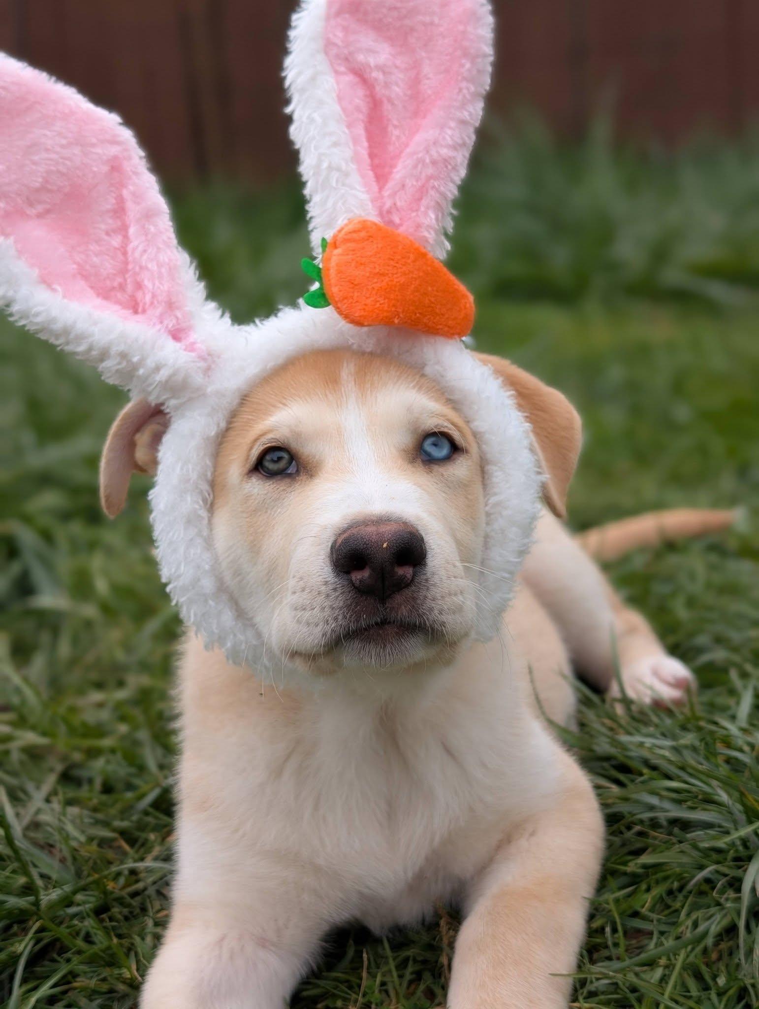 Waffles *In Foster Home*, ADOPTABLE, Puppy Male German Shepherd Dog.