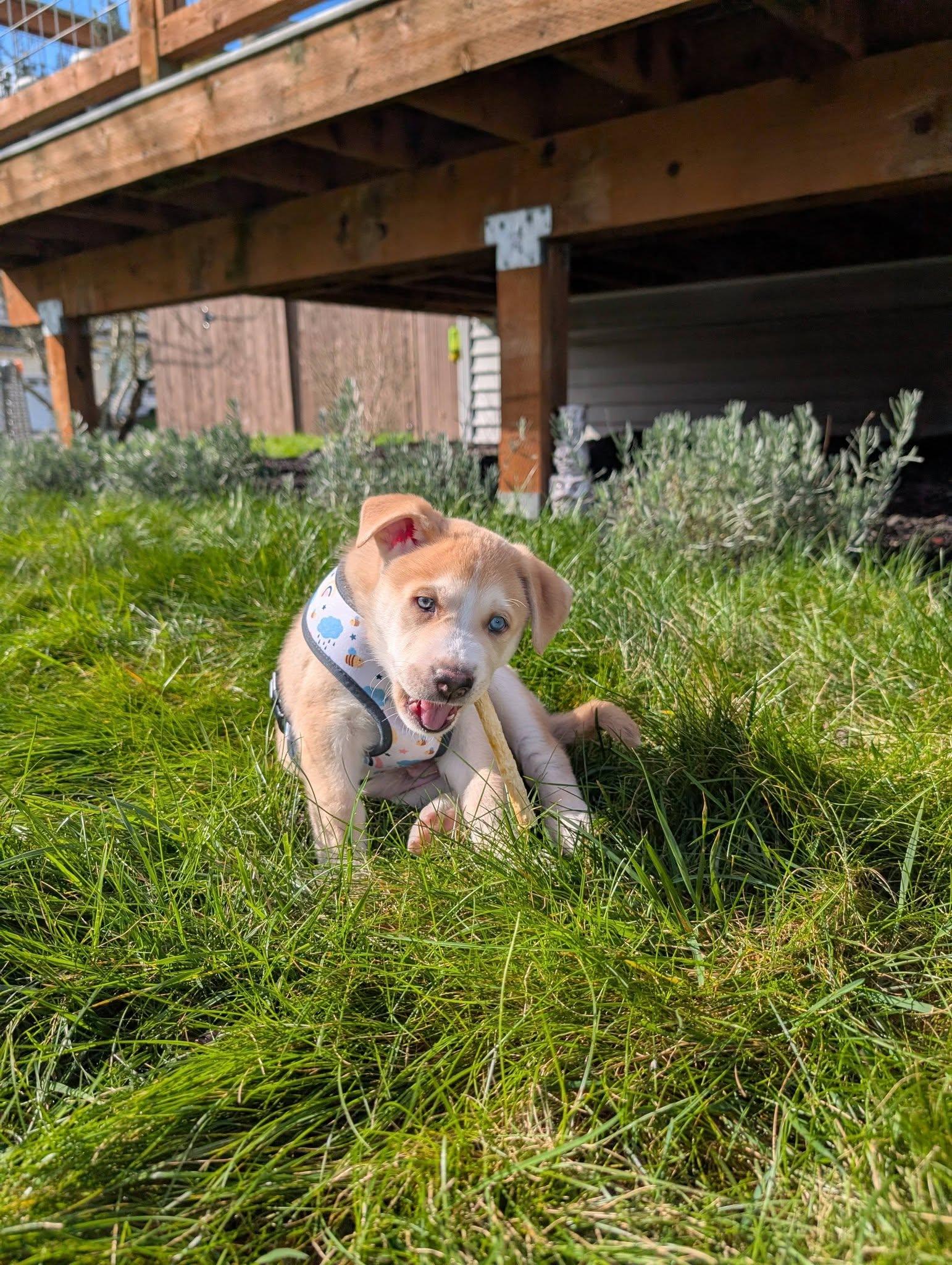 Enlarge Waffles *In Foster Home*, a ADOPTABLE mixed breed in Bellingham, WA image 3/6