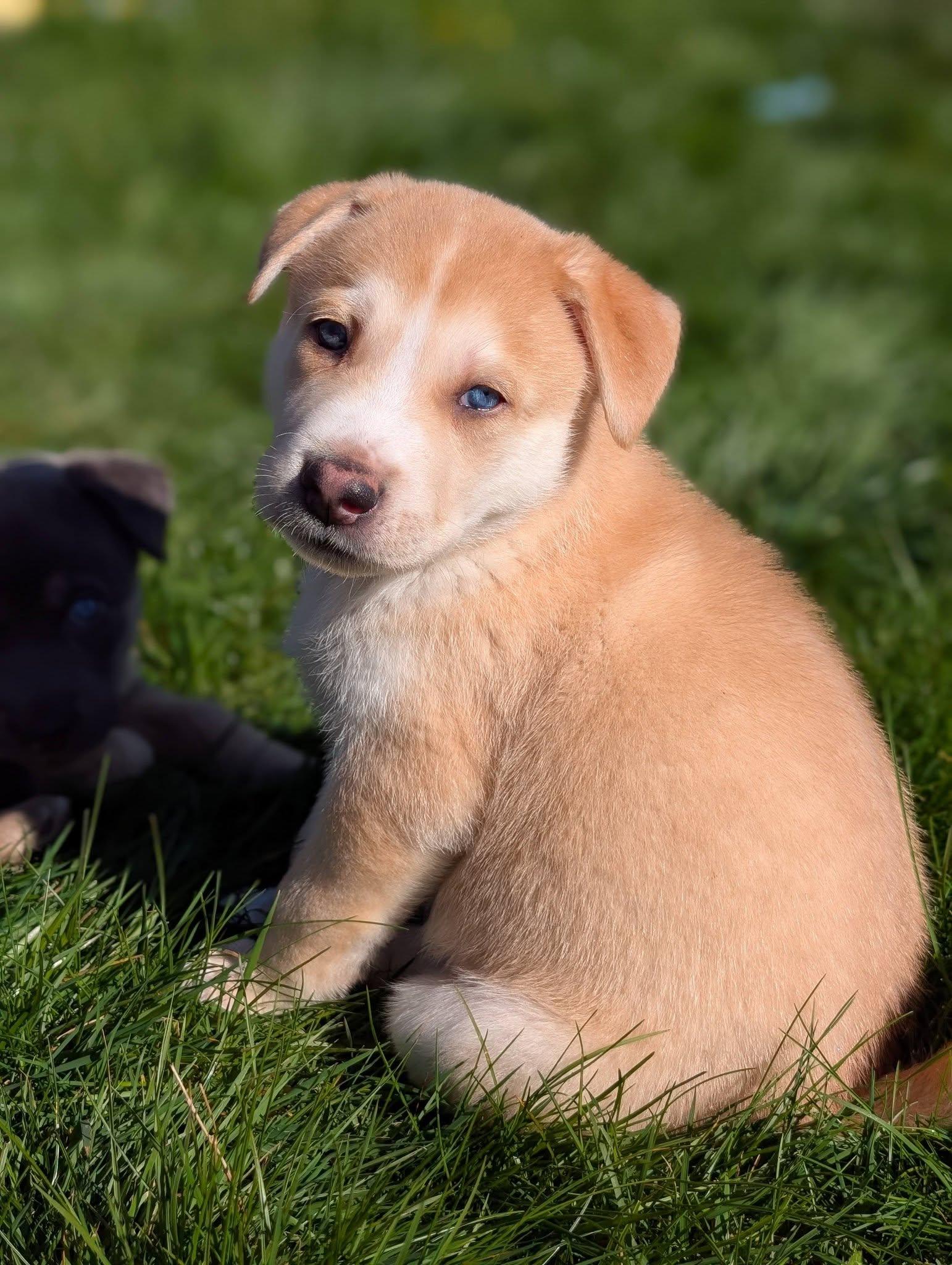 Enlarge Waffles *In Foster Home*, a ADOPTABLE mixed breed in Bellingham, WA image 1/6