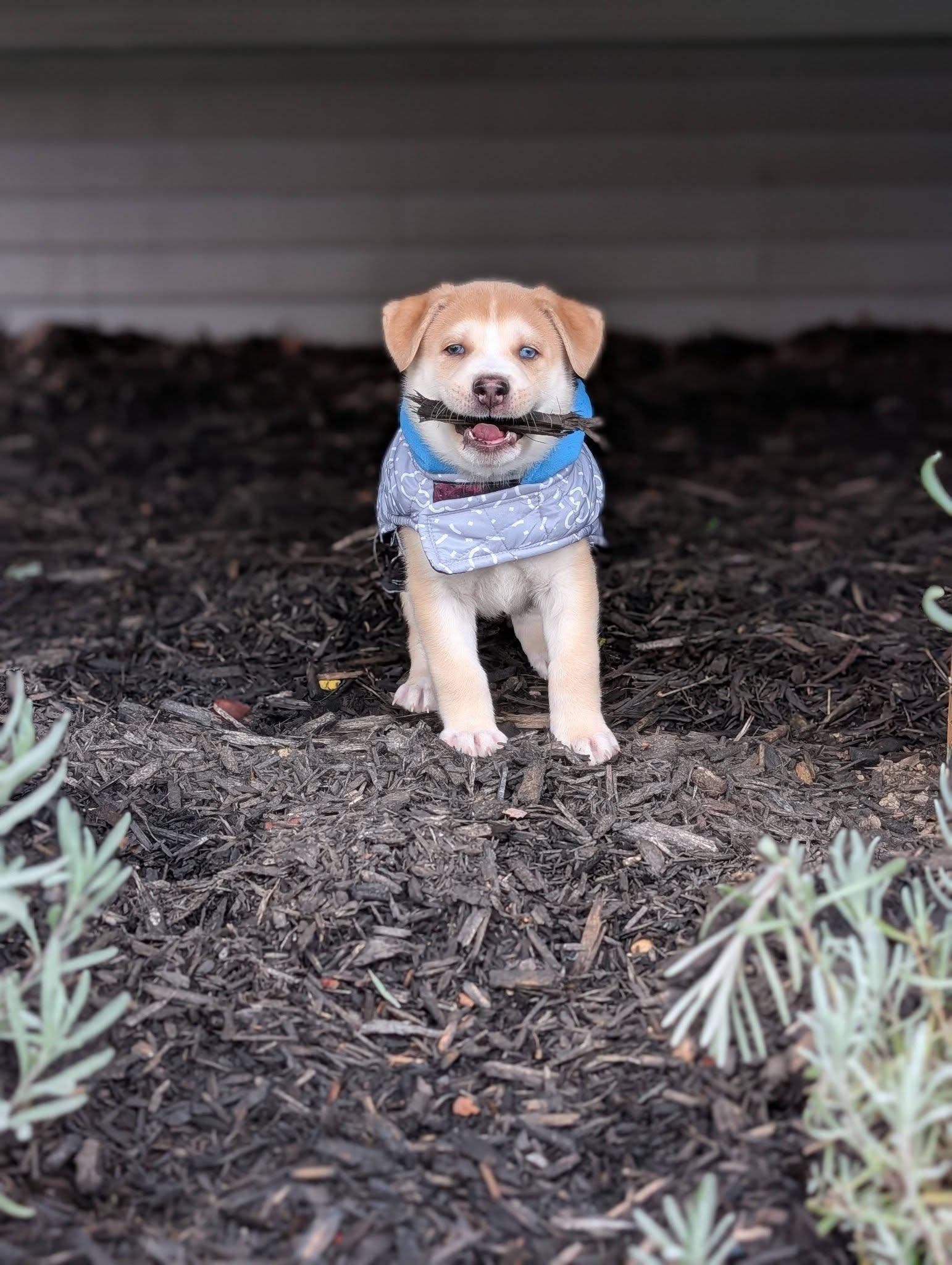 Enlarge Waffles *In Foster Home*, a ADOPTABLE mixed breed in Bellingham, WA image 4/6