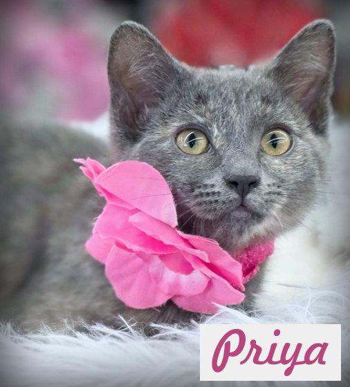 Priya, a Adoptable mixed breed in Anaheim Hills, CA image 1/3